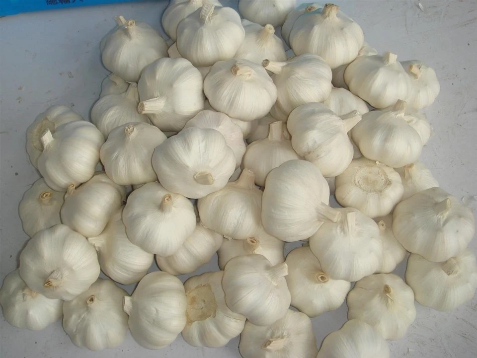 Bulk Garlic