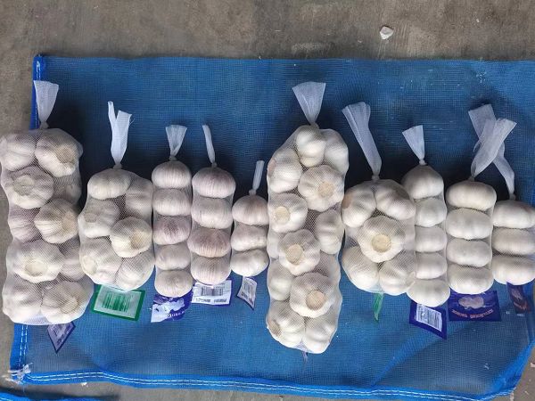 Fresh Grown Garlic